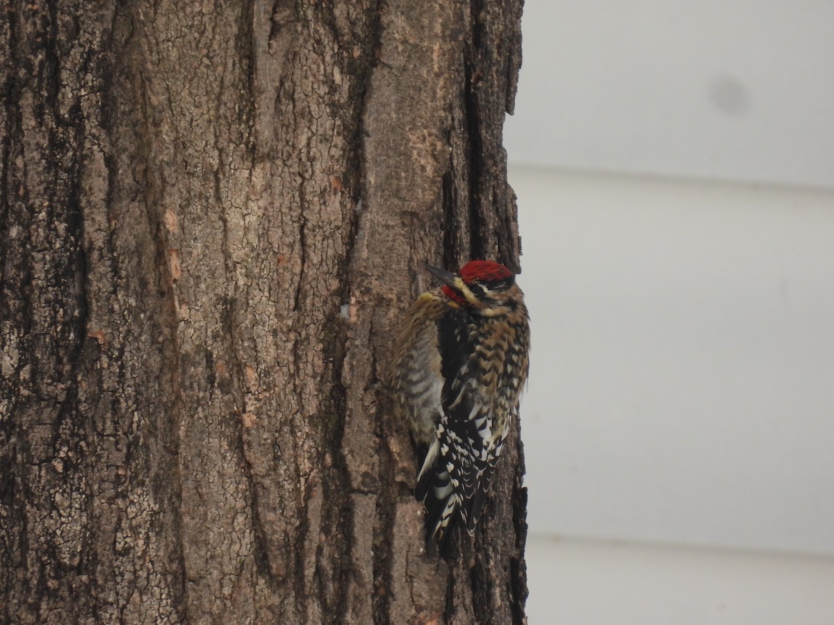 Yellow-bellied Sapsucker - ML646936765