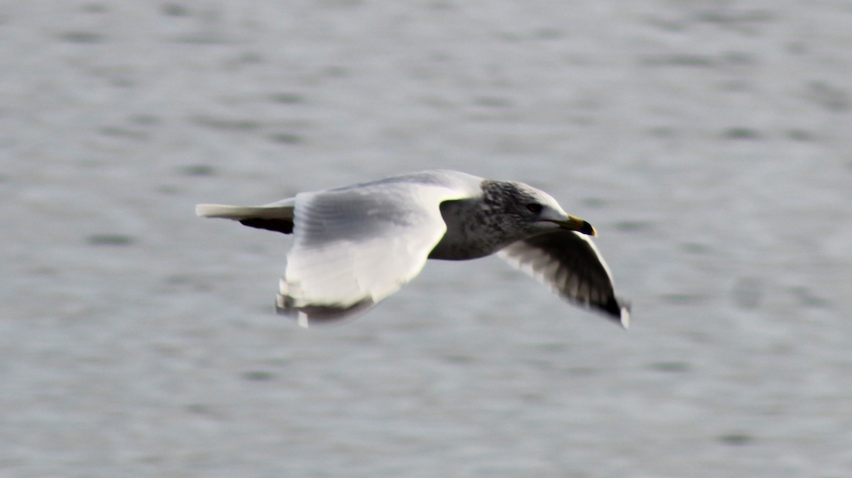 racek kroužkozobý - ML646936769