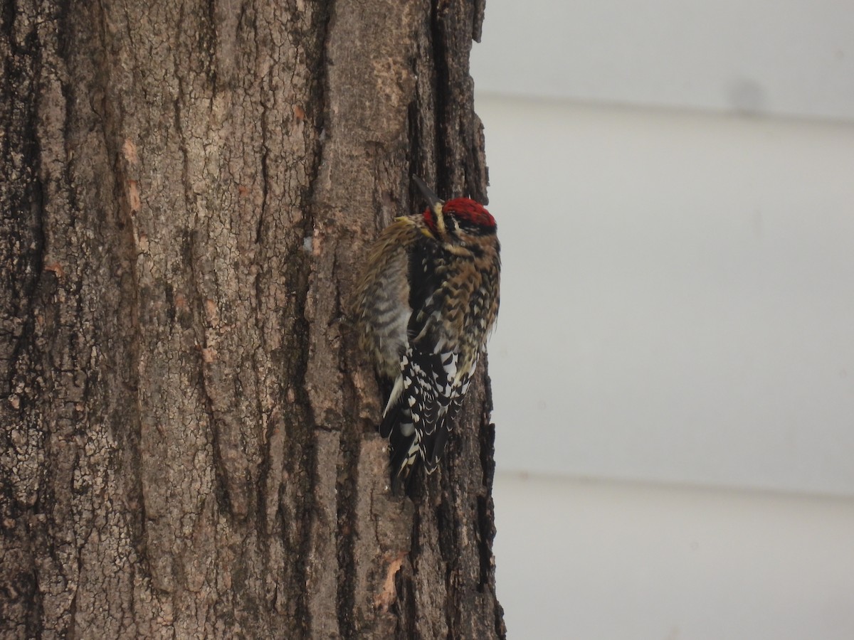 Yellow-bellied Sapsucker - ML646936770