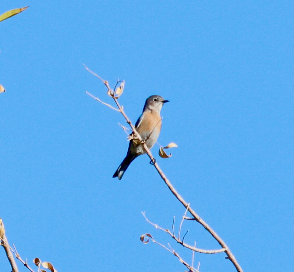 salašník západní - ML646936772