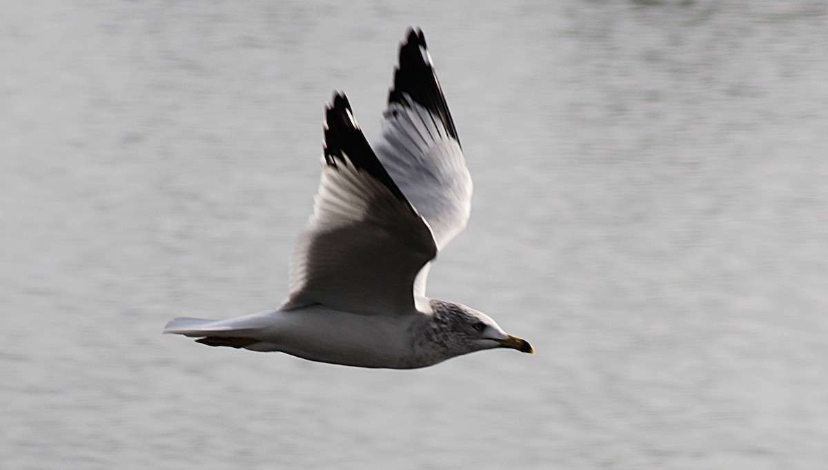 racek kroužkozobý - ML646936773