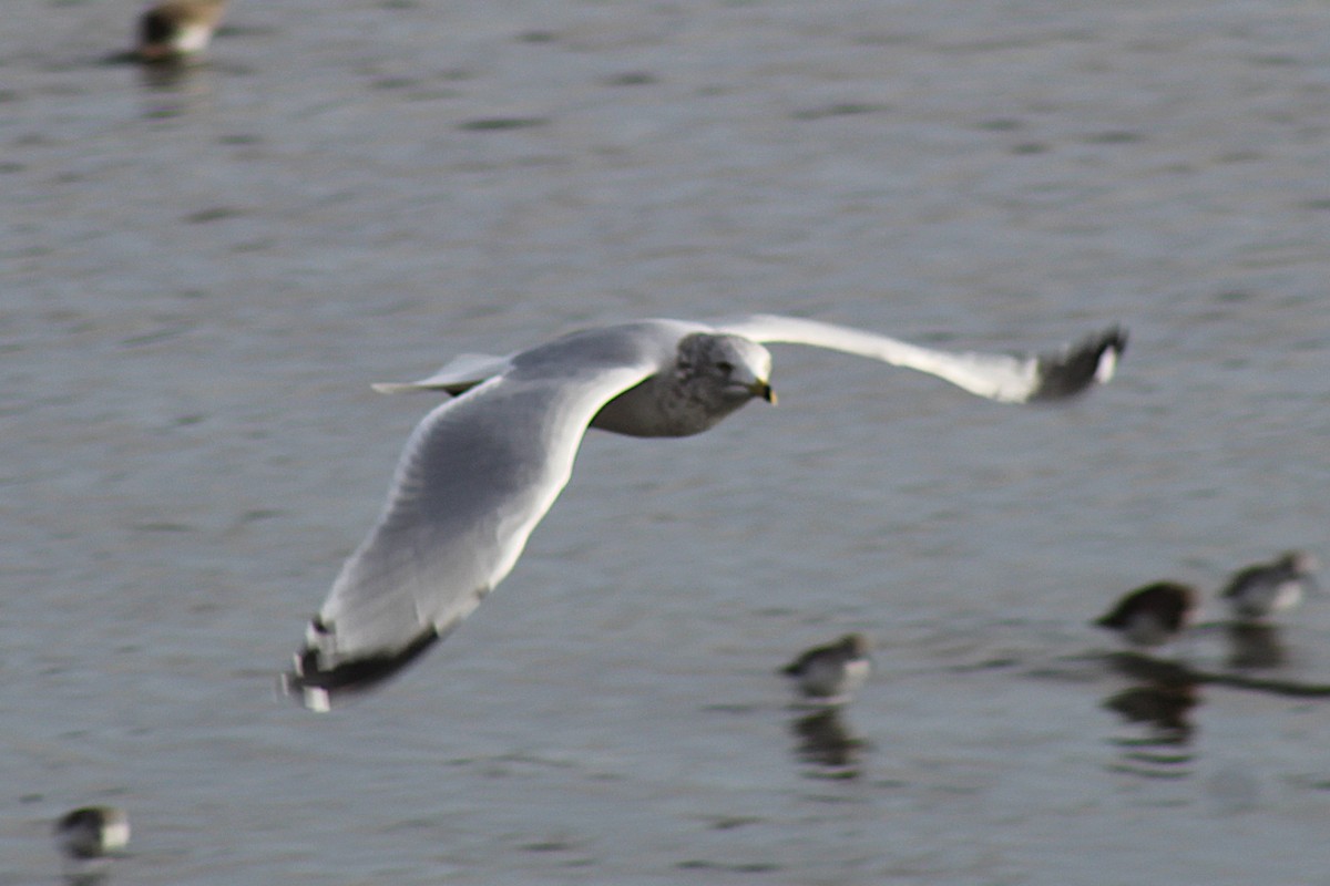 racek kroužkozobý - ML646936776