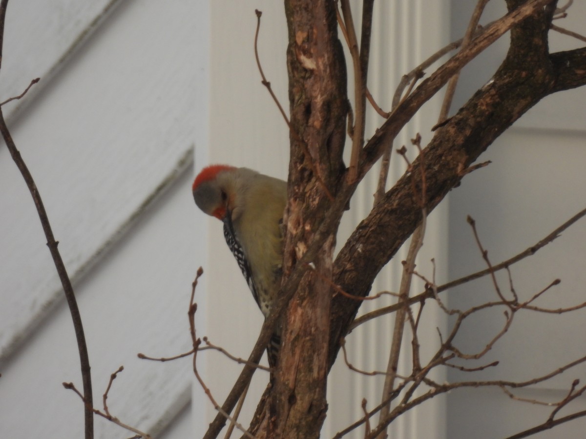 Red-bellied Woodpecker - ML646936777