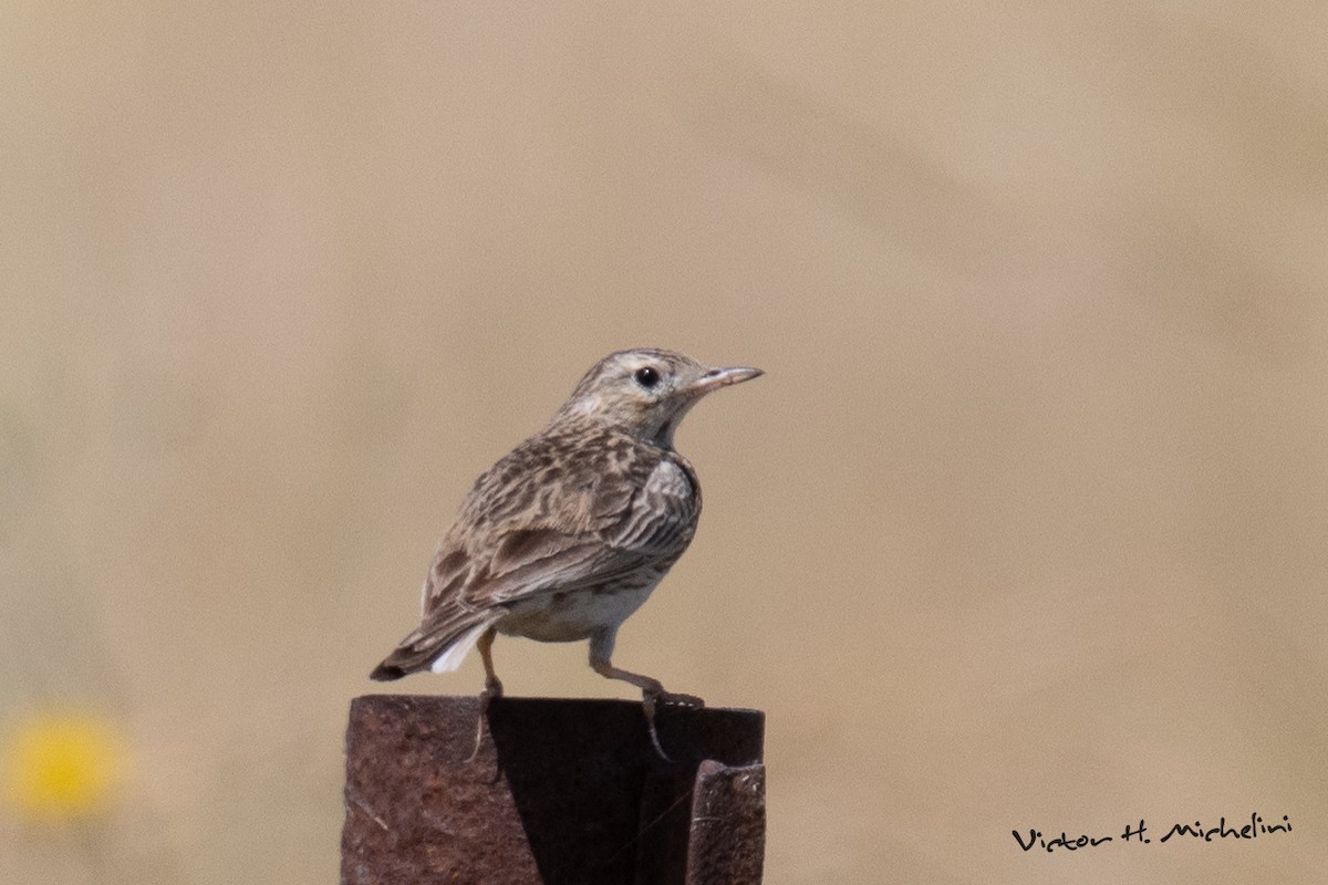Pampas Pipit - ML646936778