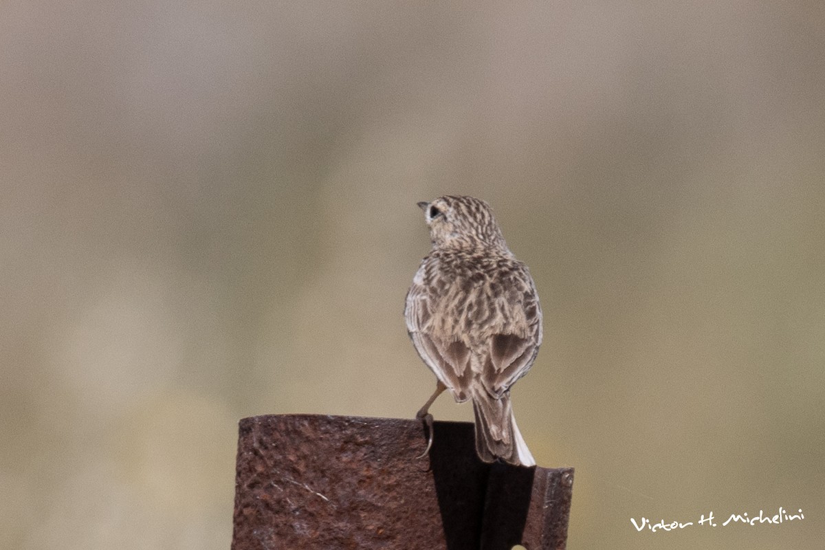 Pampas Pipit - ML646936779