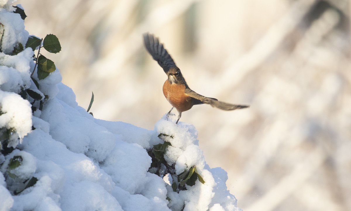 American Robin - ML646936782