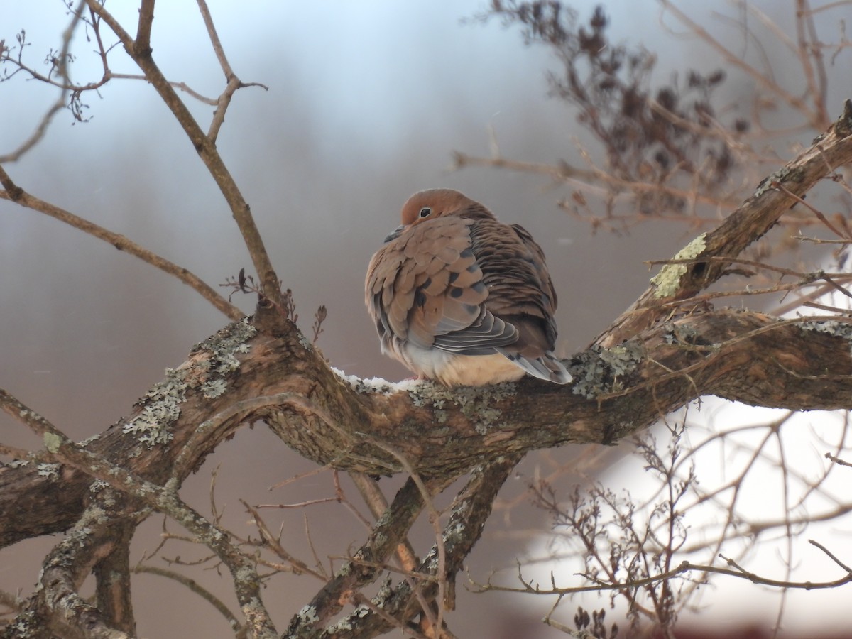 Mourning Dove - ML646936783