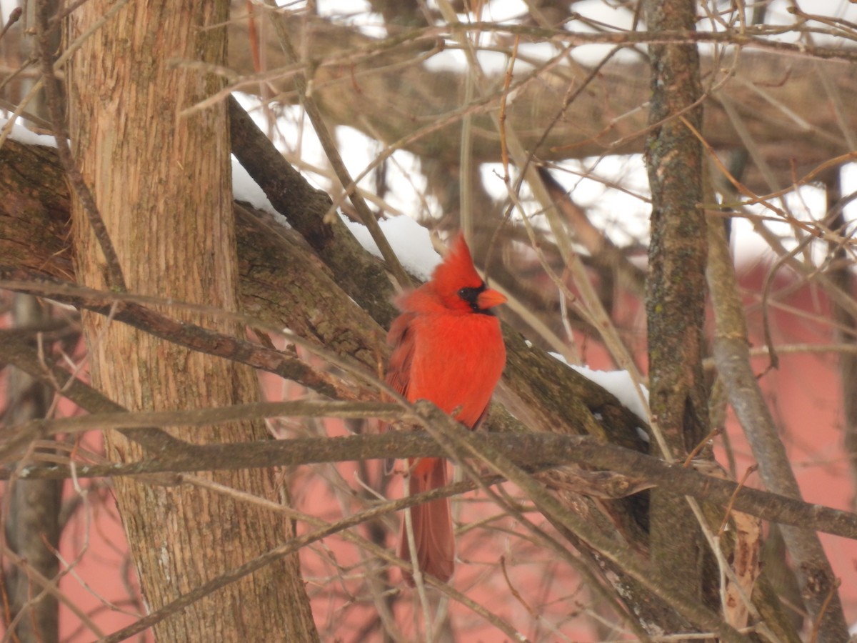 Northern Cardinal - ML646936784