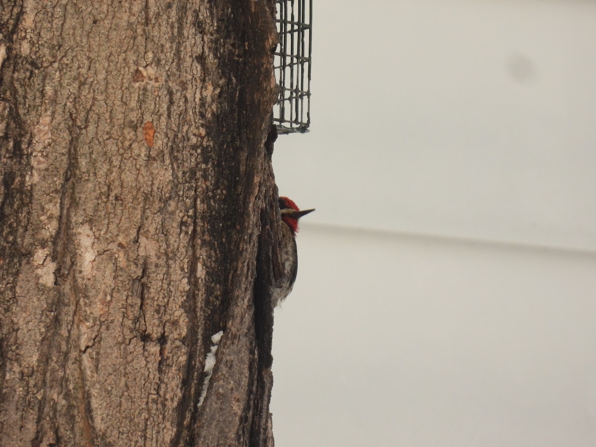 Yellow-bellied Sapsucker - ML646936786