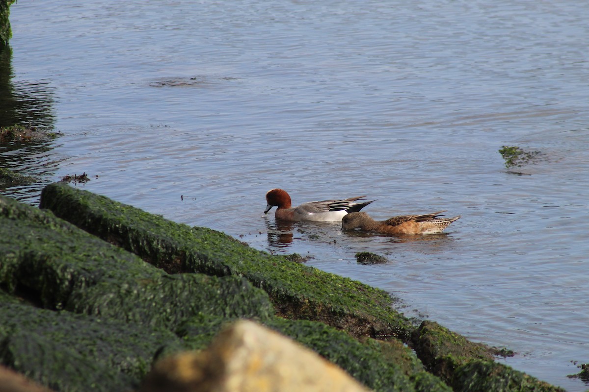 hvízdák americký - ML646936788