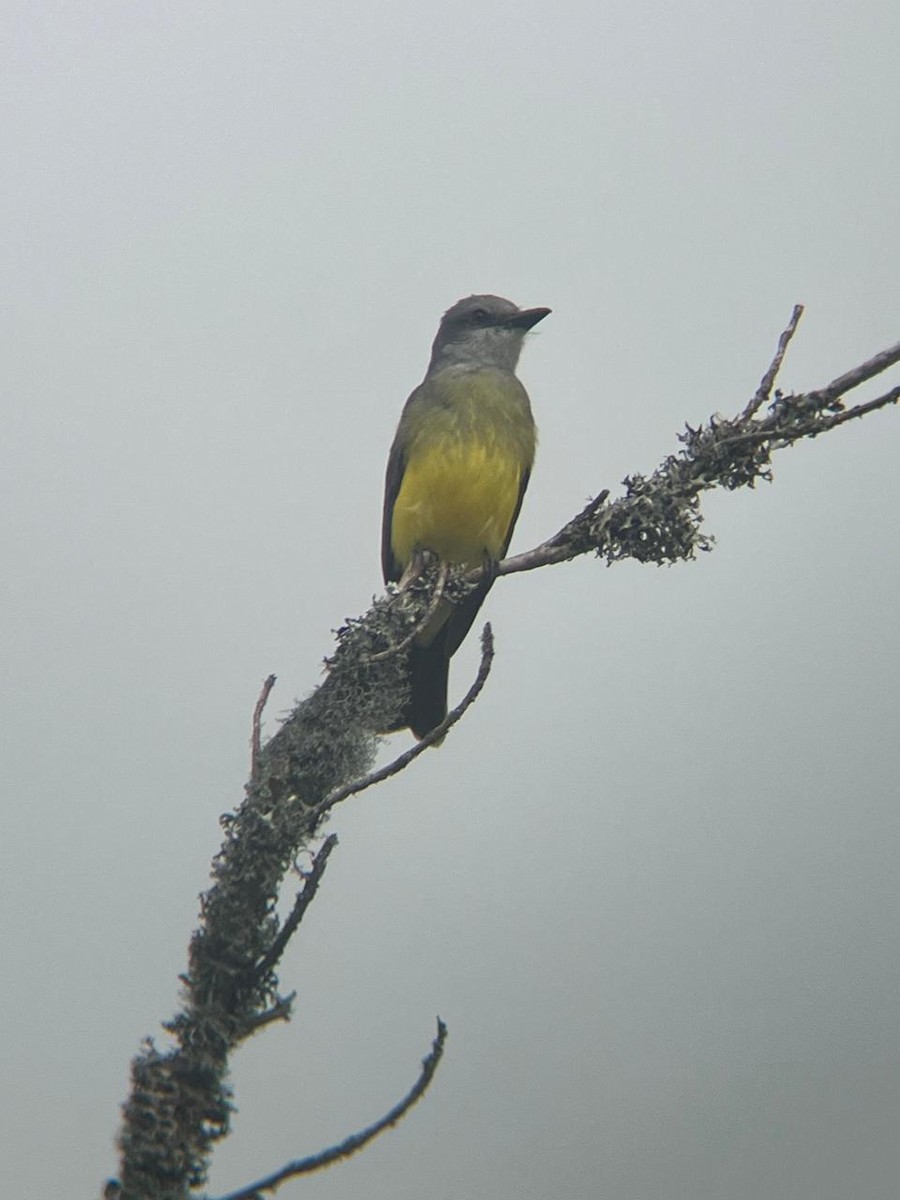 Tropical Kingbird - ML646936789