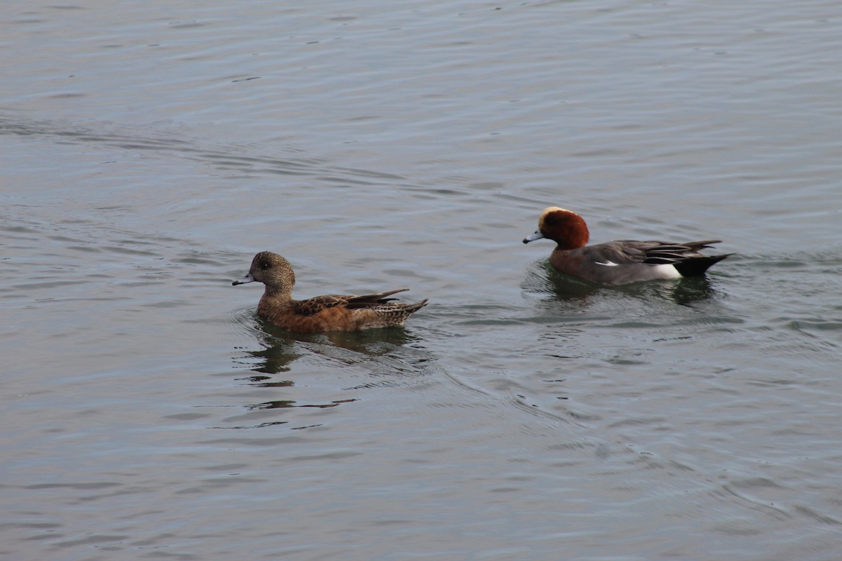 hvízdák americký - ML646936790