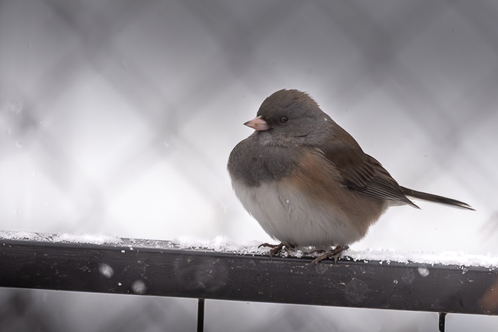 Dark-eyed Junco (Oregon) - ML646936791