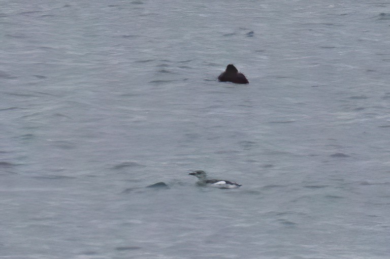 alkoun obecný - ML646936792