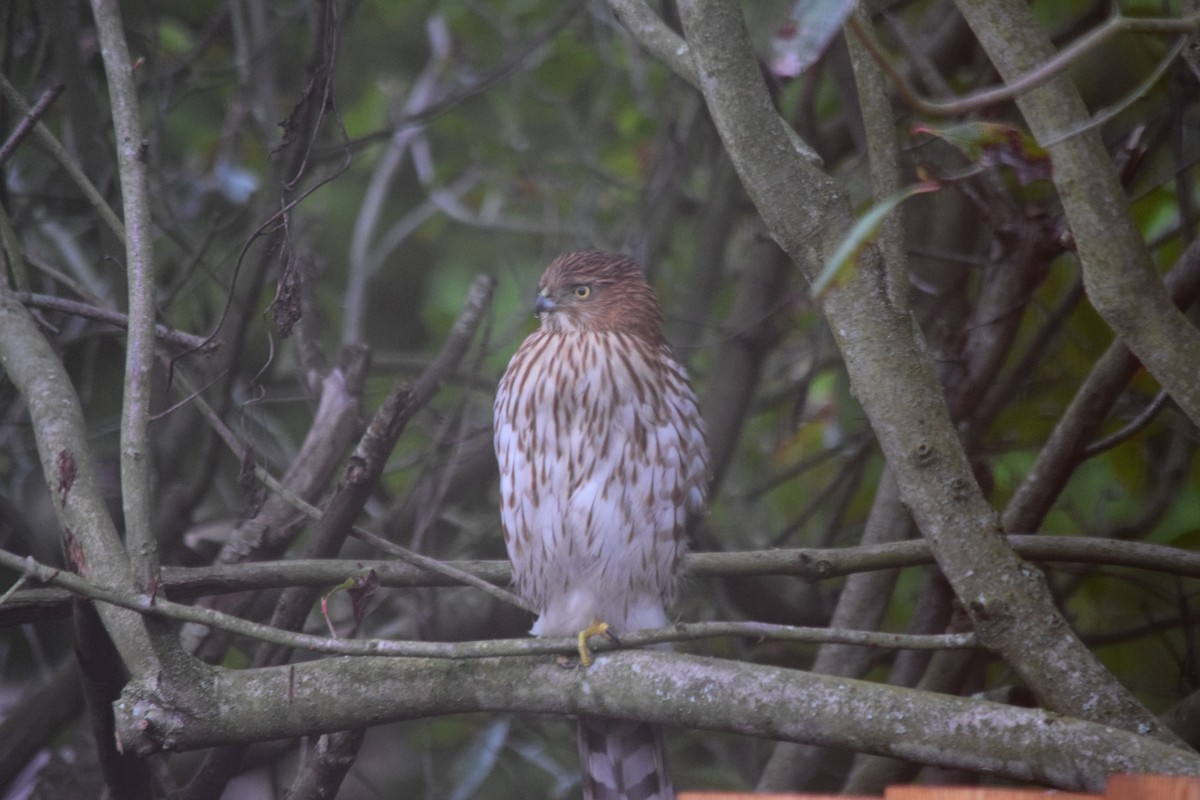 Cooper's Hawk - ML646936793