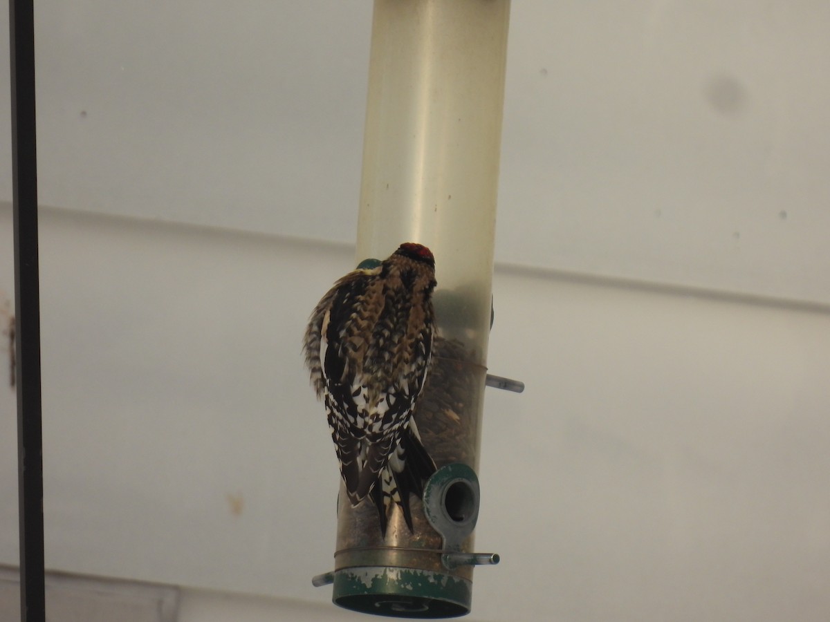 Yellow-bellied Sapsucker - ML646936794