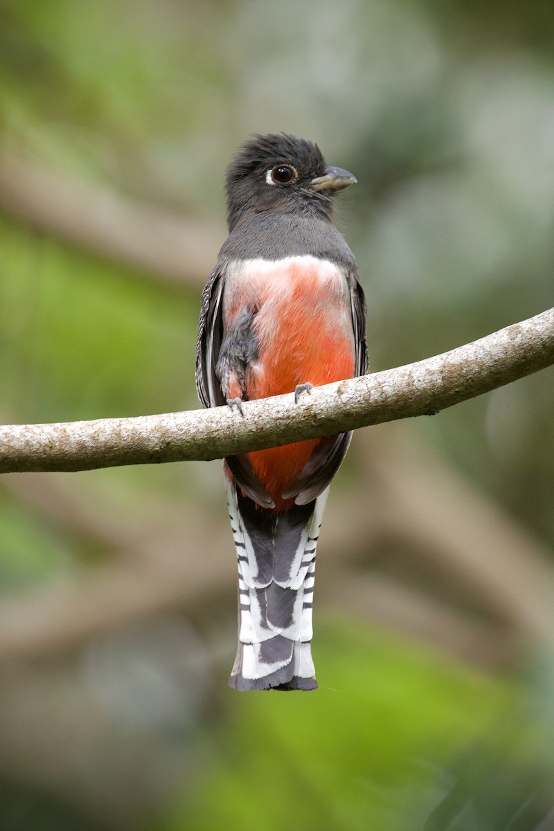 Blue-crowned Trogon - ML646936797