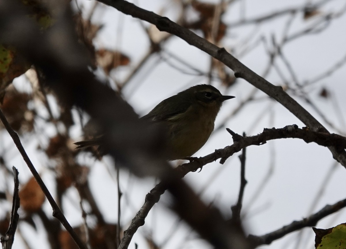 lesňáček modrohřbetý - ML646936798