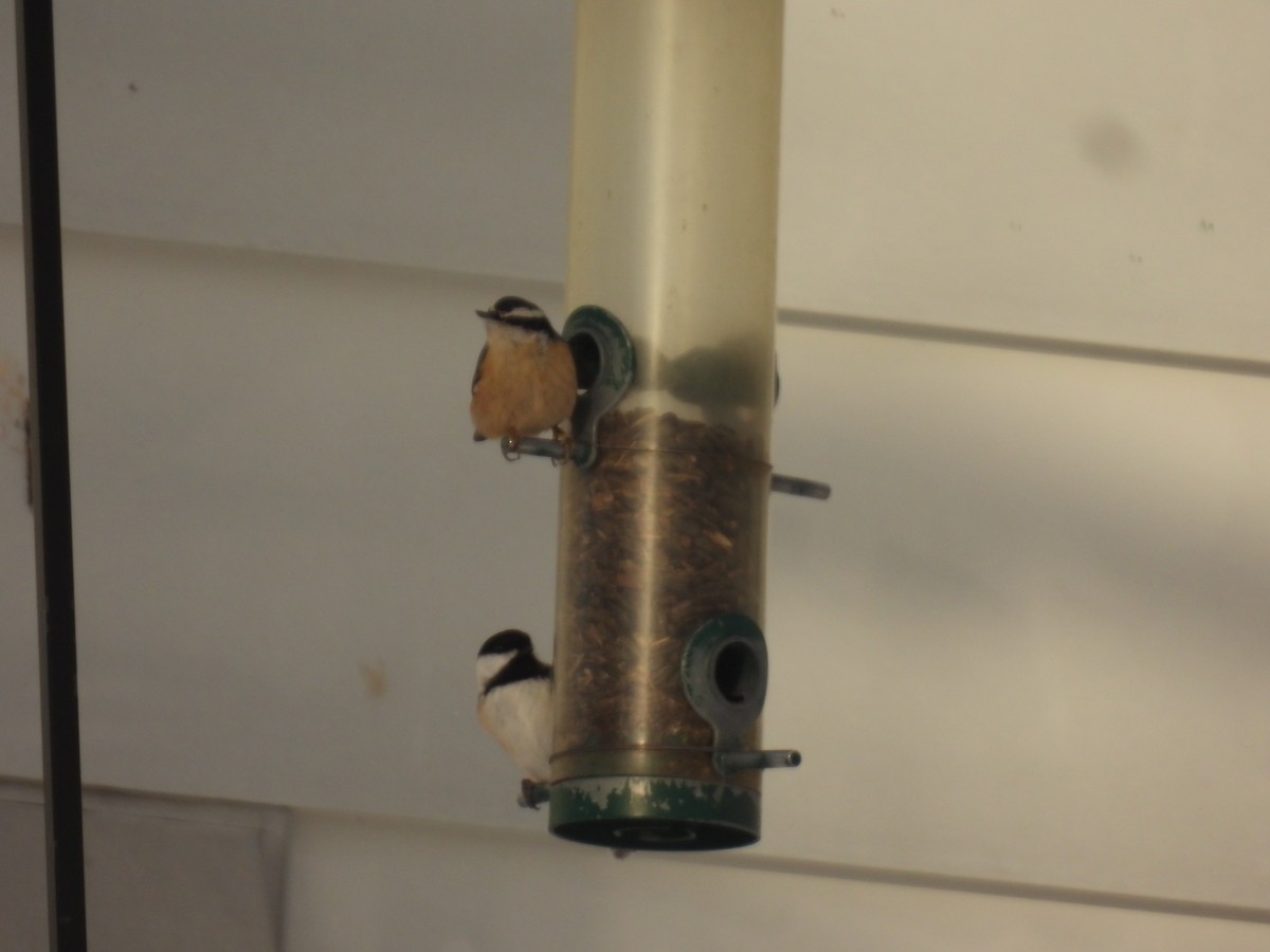 Red-breasted Nuthatch - ML646936799