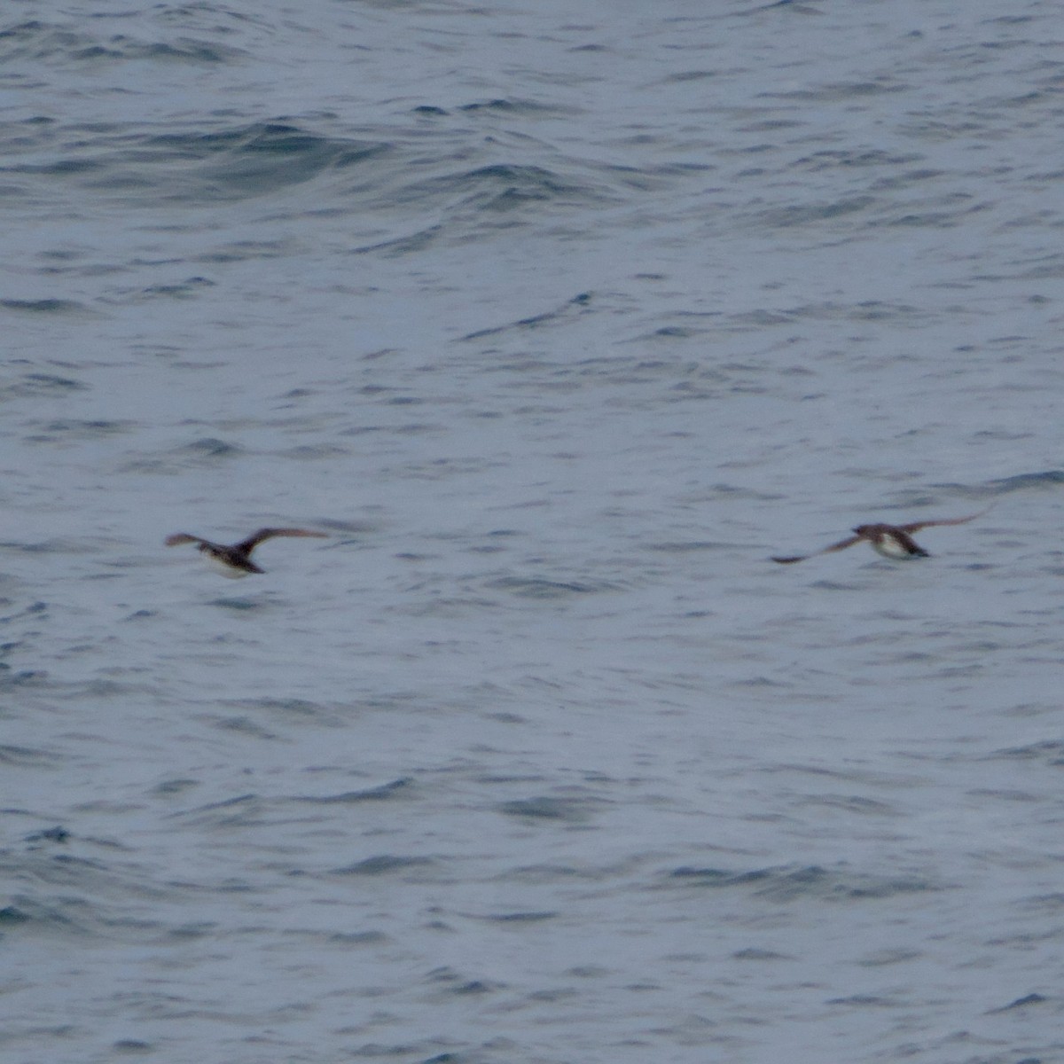 Старик - ML646936800