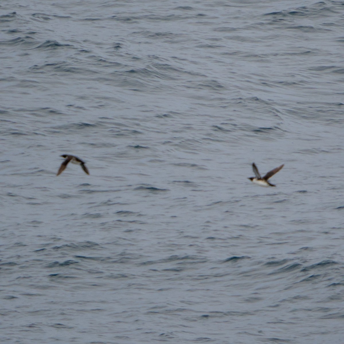 Старик - ML646936801