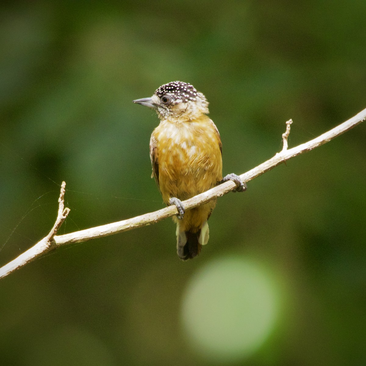 Ochraceous Piculet - ML646936806
