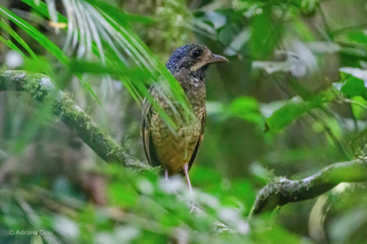 Variegated Antpitta - ML646936807