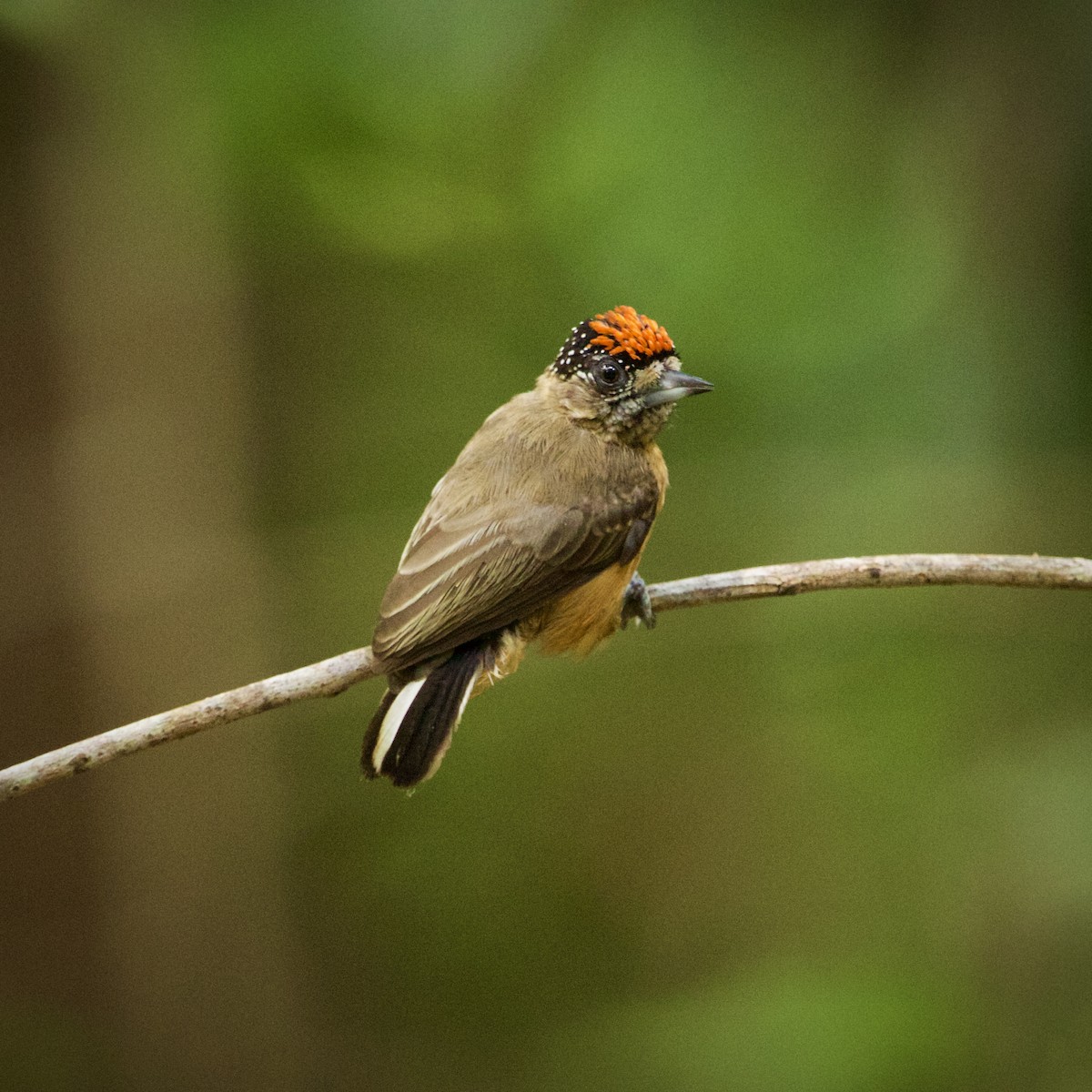 Ochraceous Piculet - ML646936808