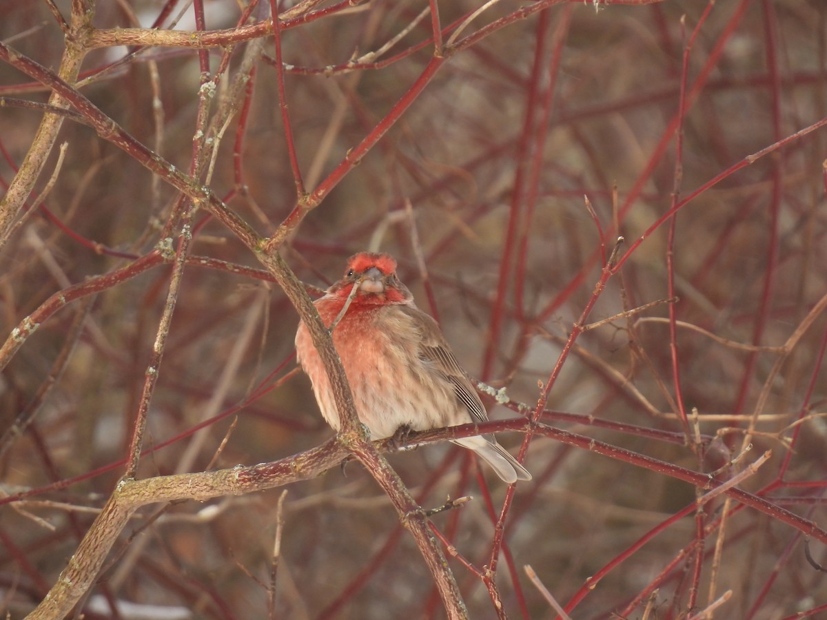 House Finch - ML646936809