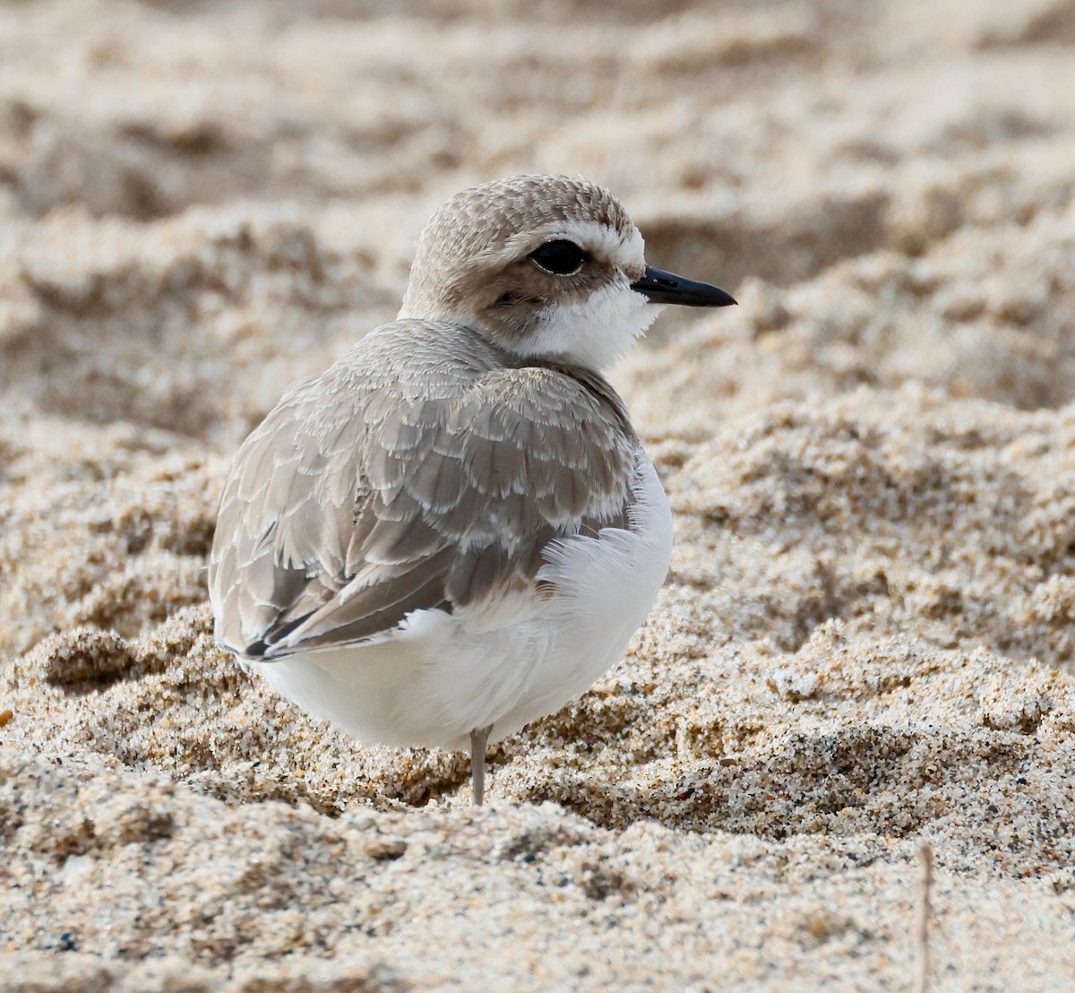 kulík západní - ML646936810