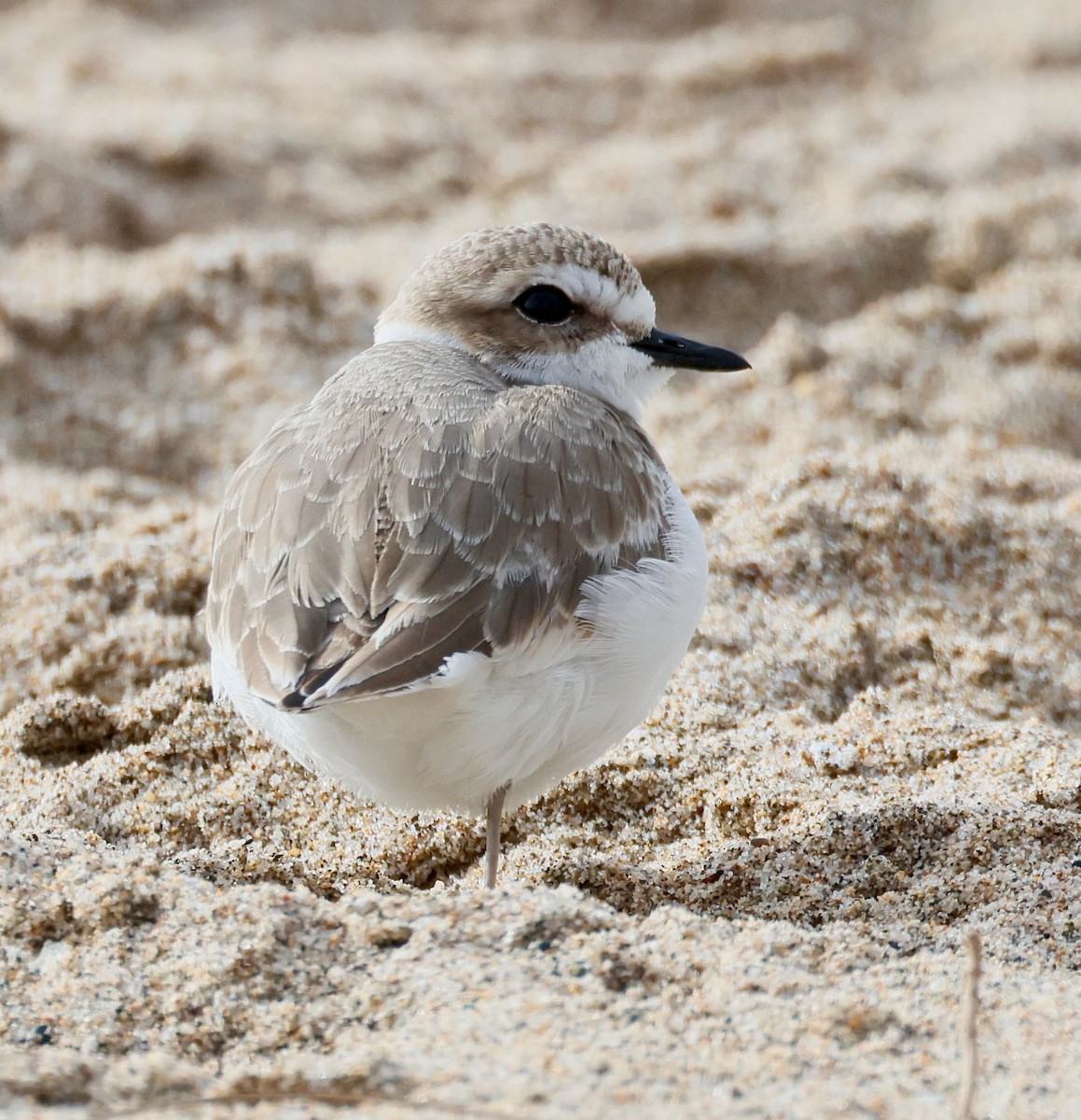 kulík západní - ML646936811