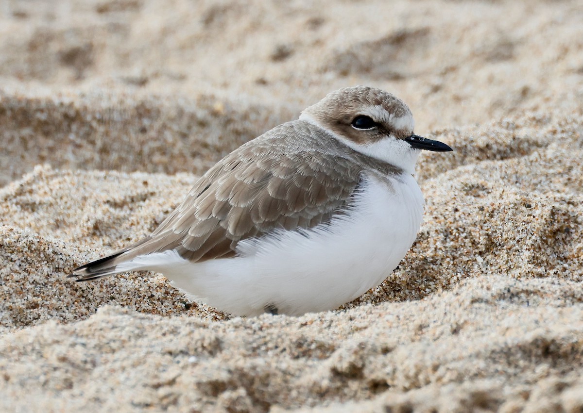 kulík západní - ML646936812