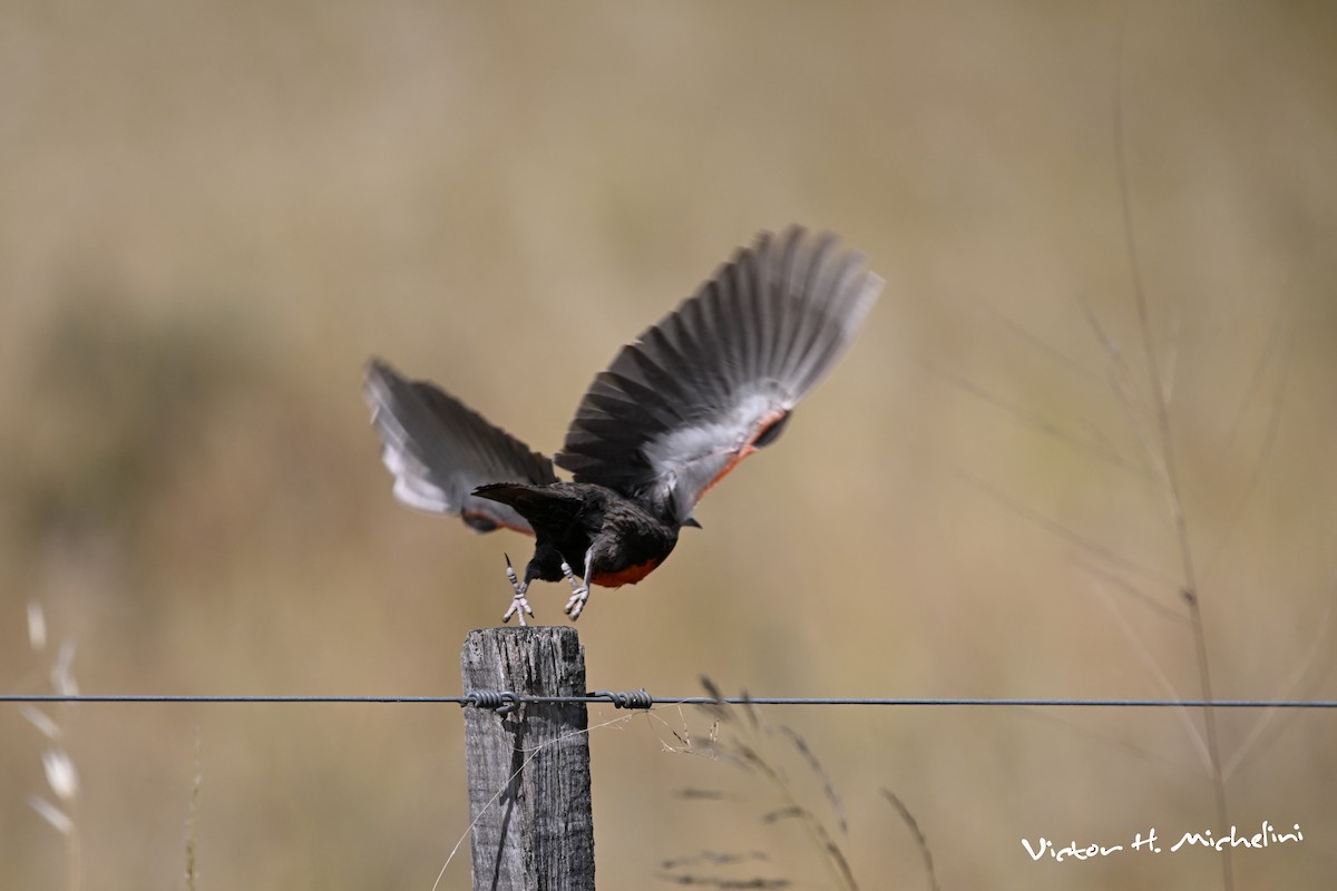 Long-tailed Meadowlark - ML646936814