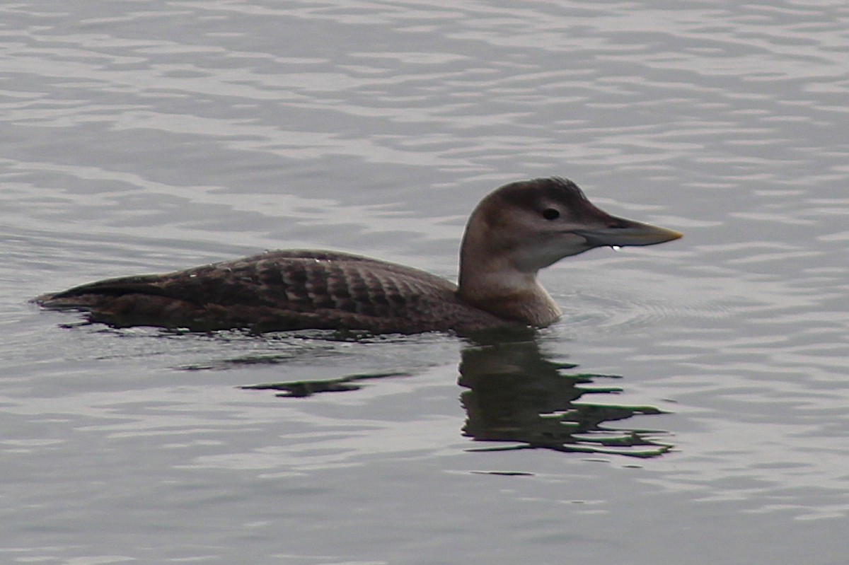 potáplice žlutozobá - ML646936815