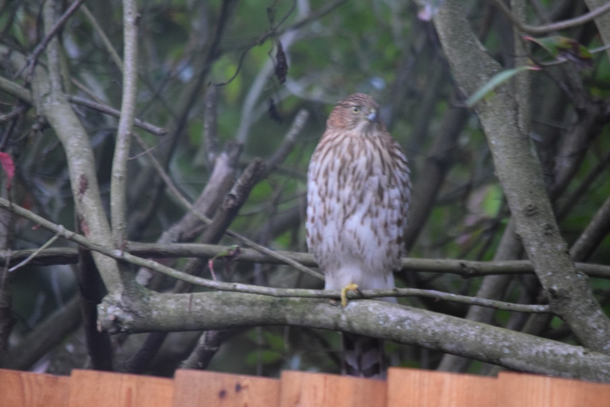 Cooper's Hawk - ML646936816