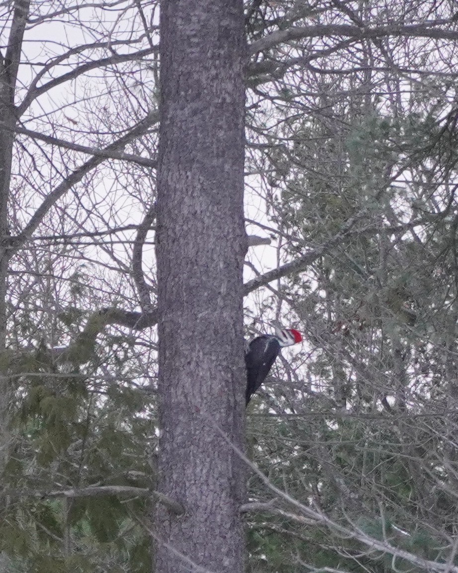 Pileated Woodpecker - ML646936817