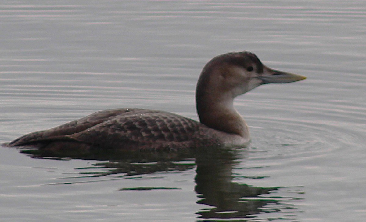 potáplice žlutozobá - ML646936818