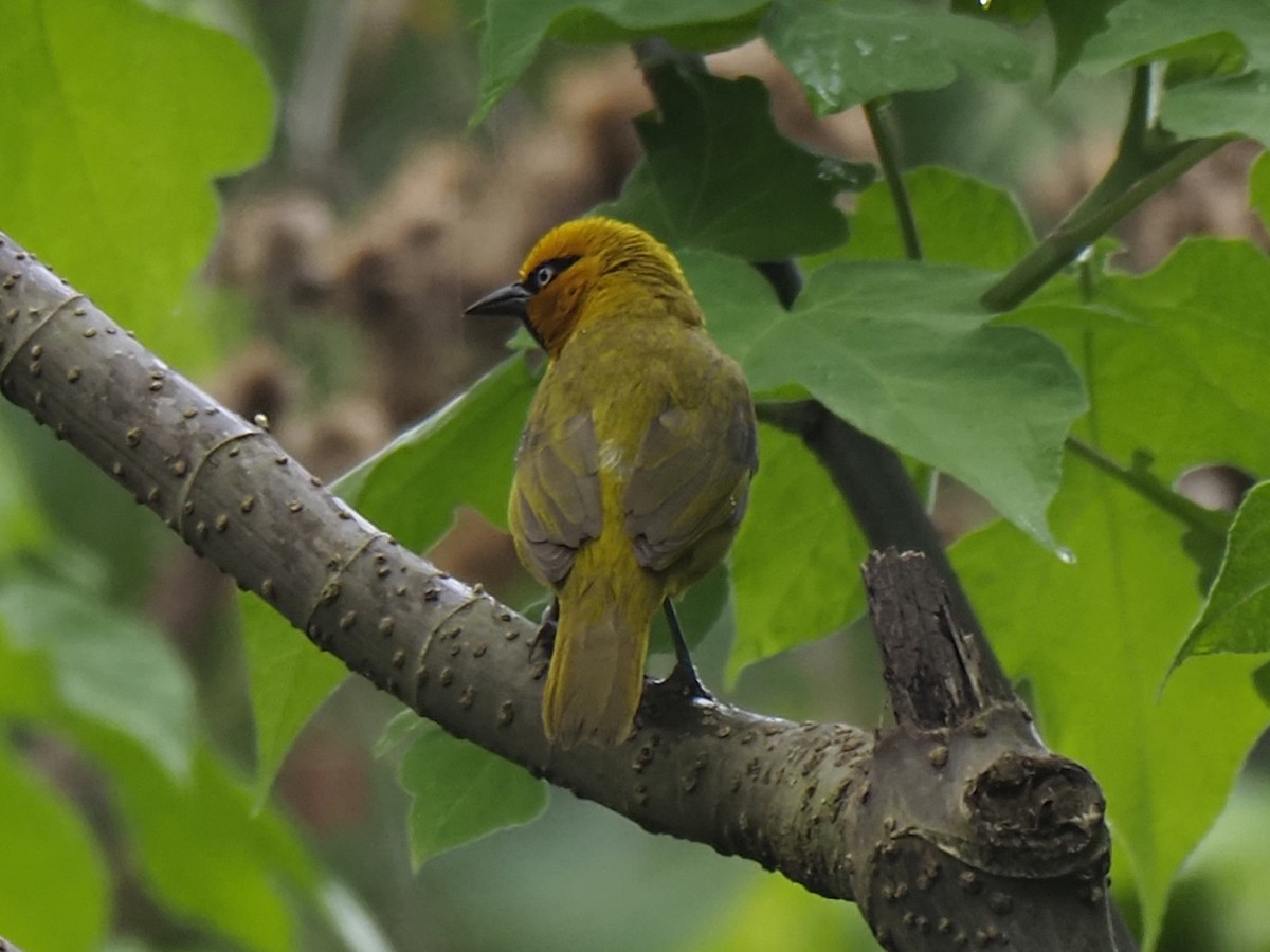 Spectacled Weaver - ML646936822
