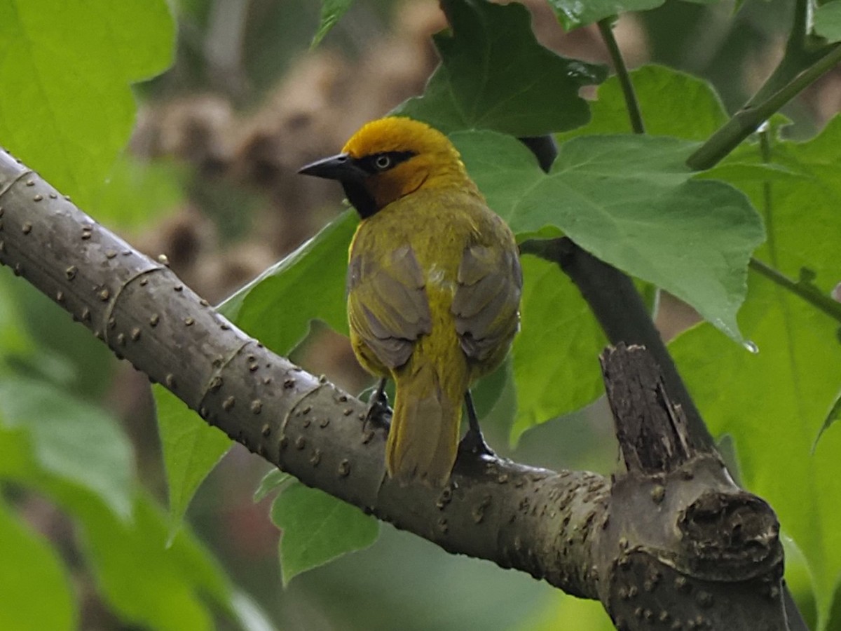 Spectacled Weaver - ML646936823