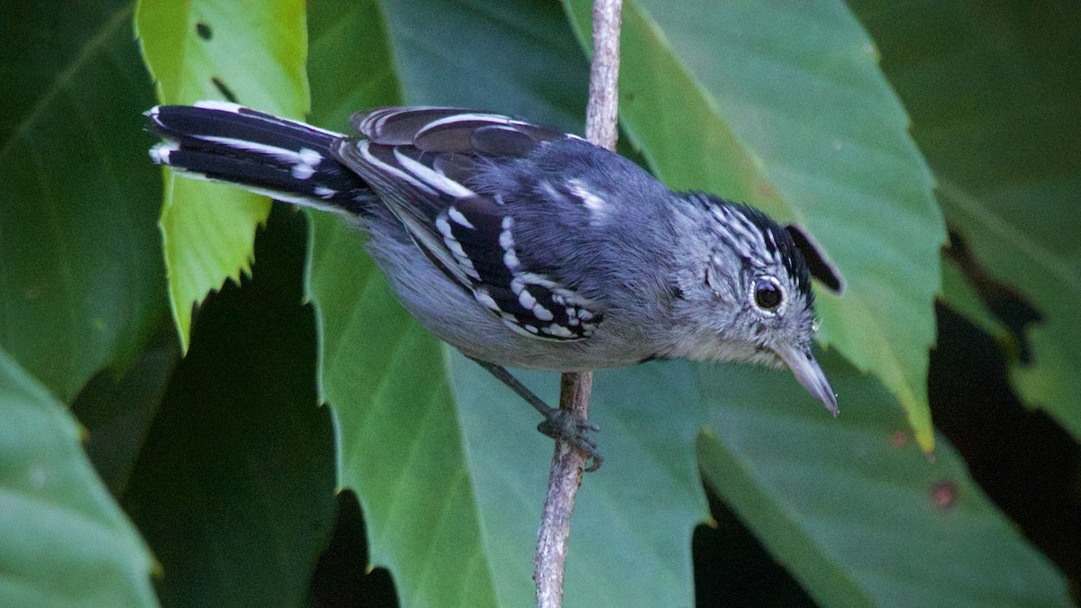 Pectoral Antwren - ML646936824