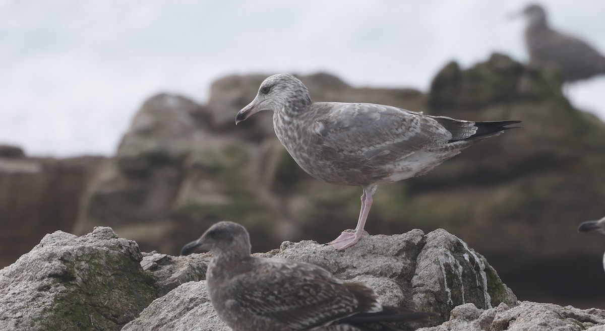 アメリカセグロカモメ - ML646936825