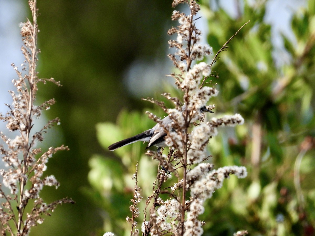 Perlita Grisilla - ML646936826