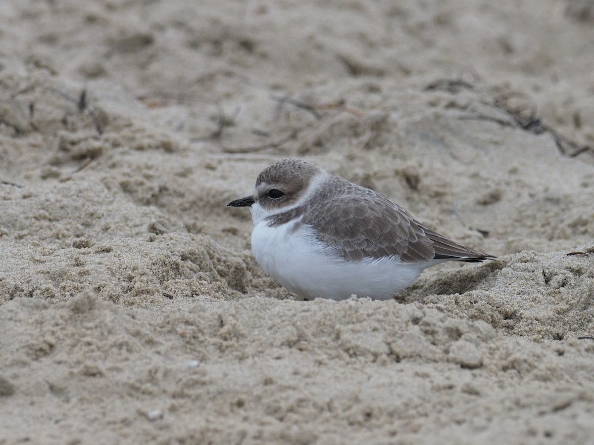 Snowy Plover - ML646936830