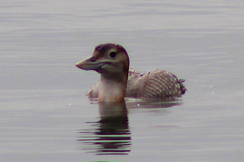 potáplice žlutozobá - ML646936831