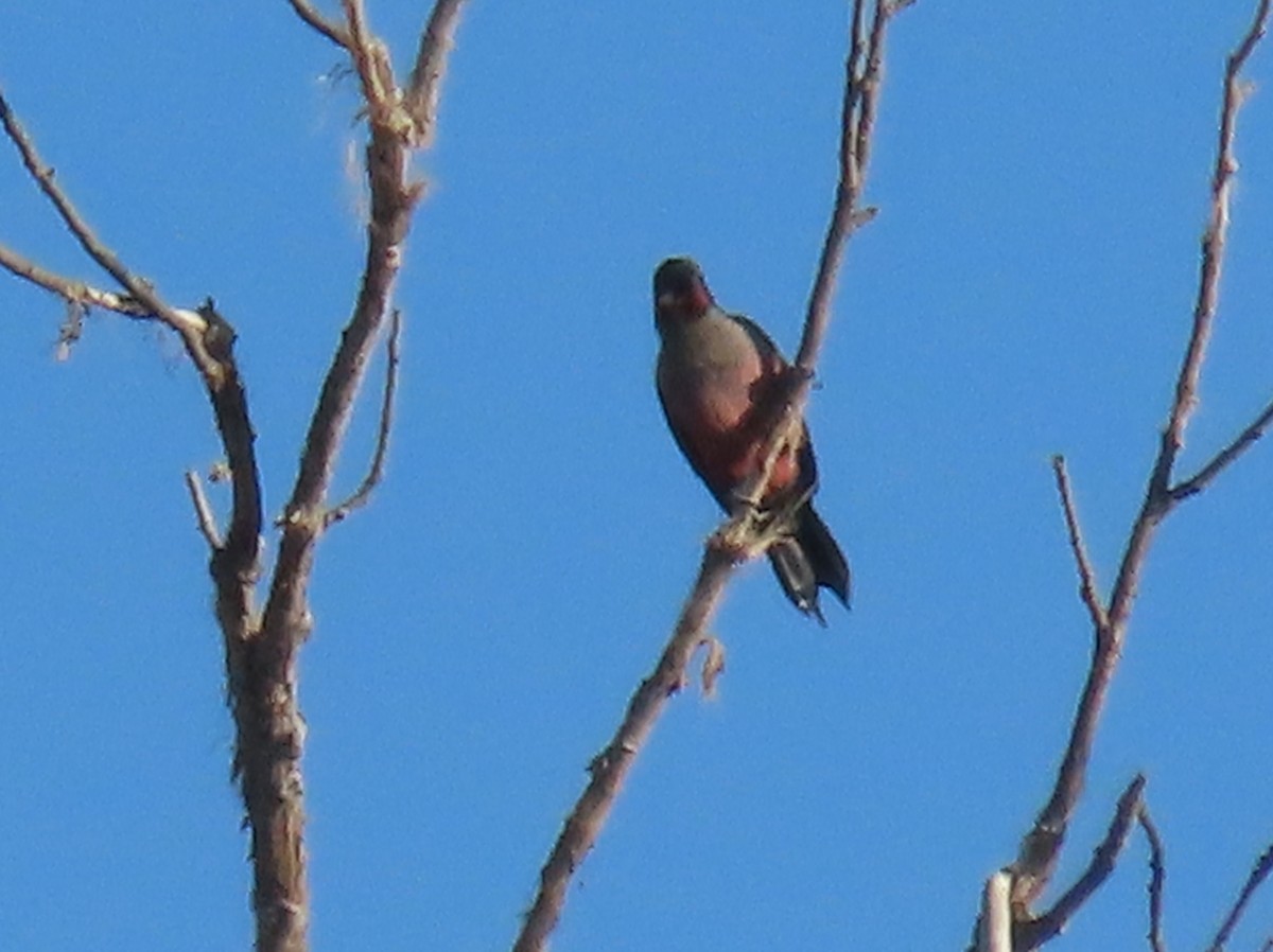 Lewis's Woodpecker - ML646936832