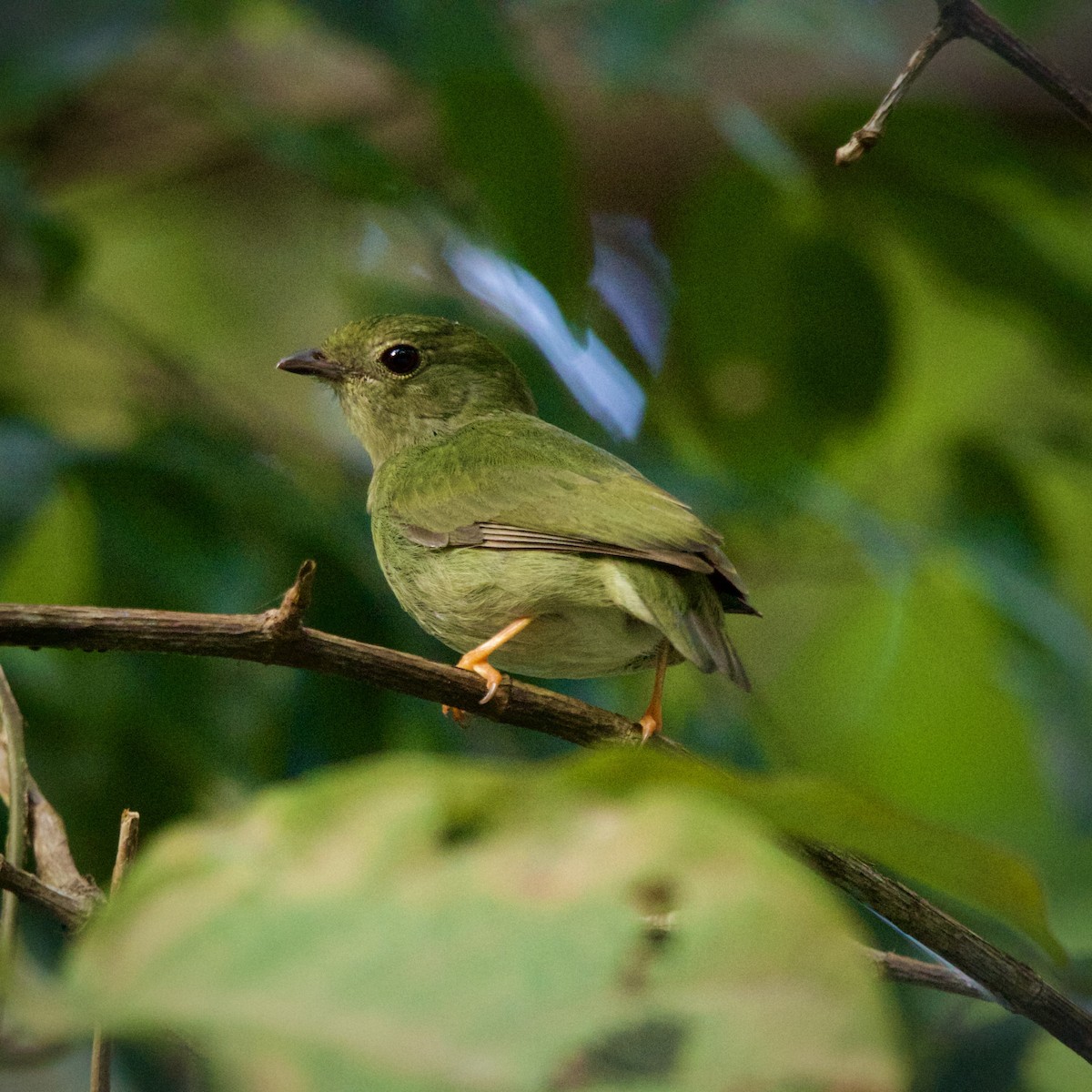 Blue-backed Manakin - ML646936833