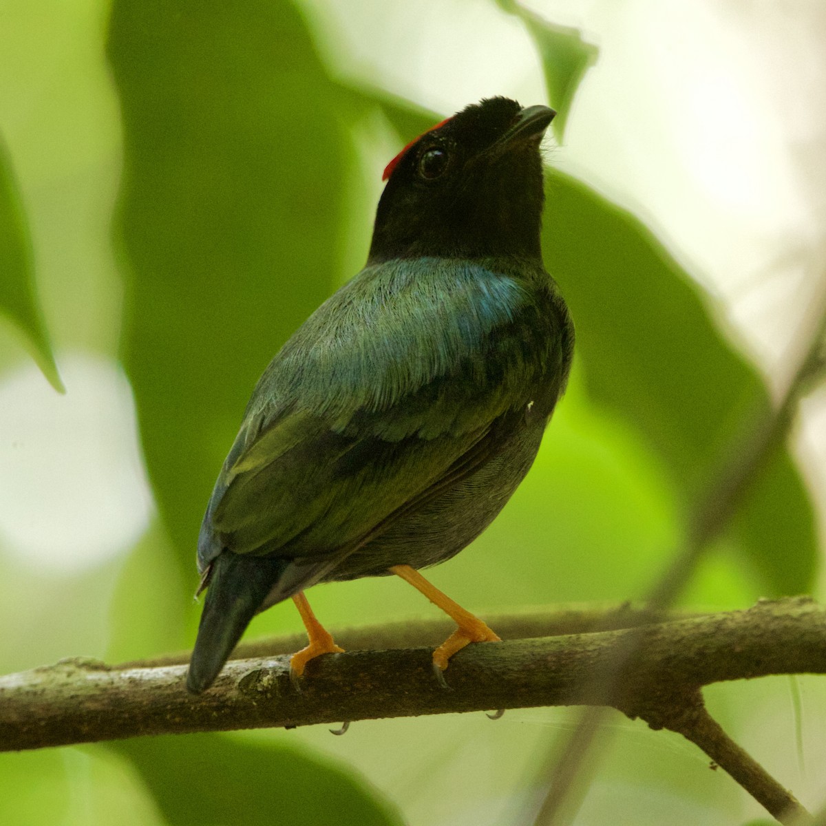 Blue-backed Manakin - ML646936834