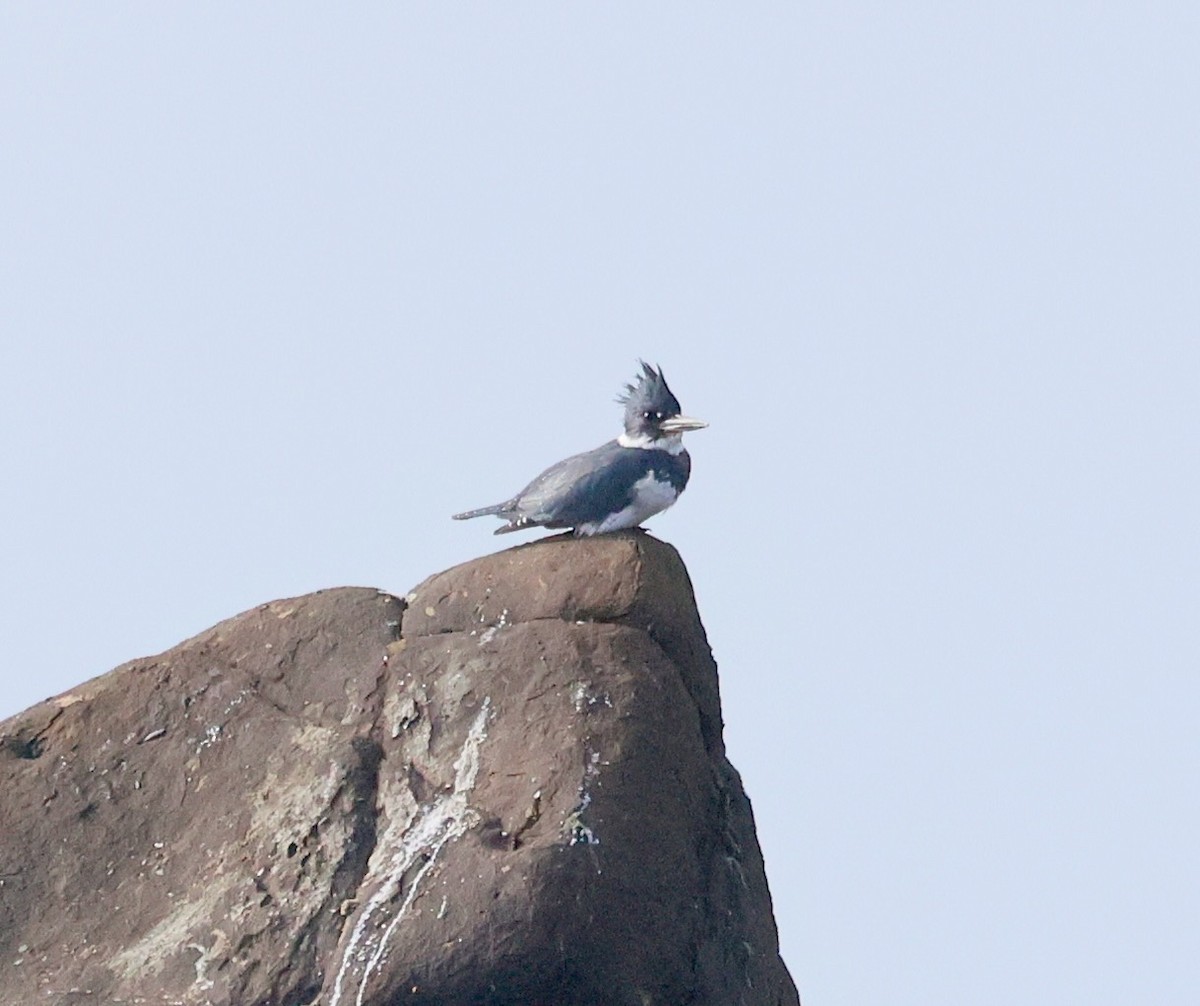 rybařík pruhoprsý - ML646936835