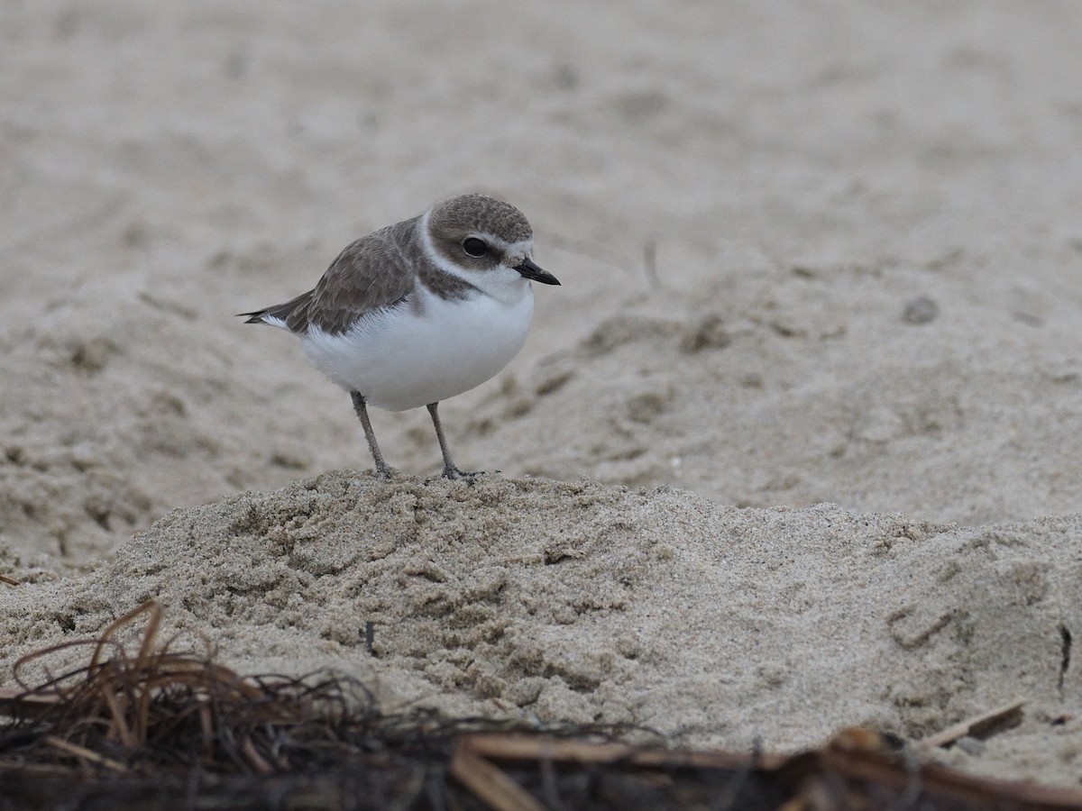 Snowy Plover - ML646936836