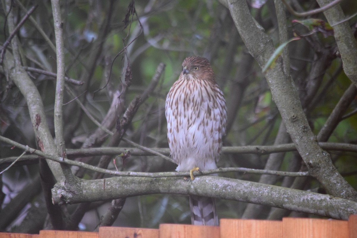 Cooper's Hawk - ML646936844